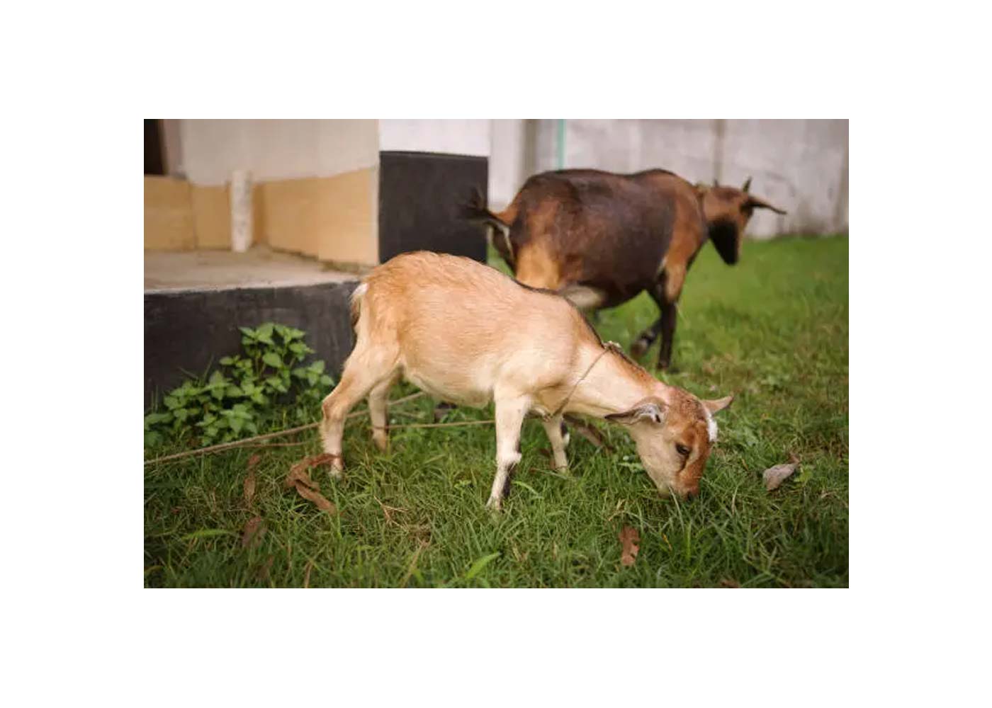 The Benefits of Fresh Goat Milk: Why It's a Healthy Choice