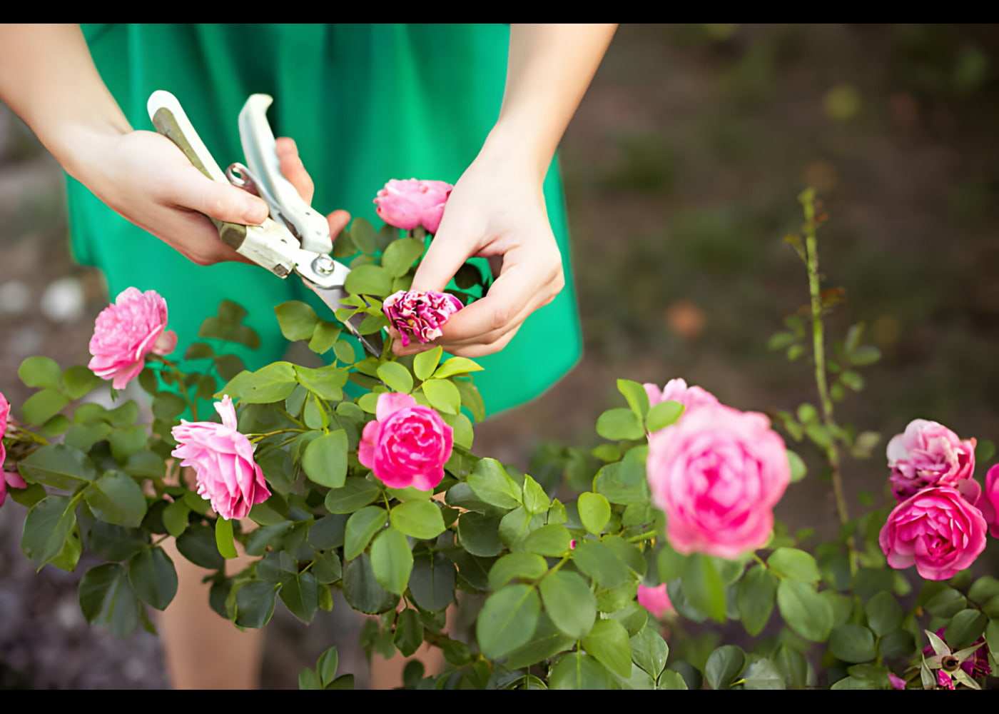 The Best Times to Plant and Prune Rose Bushes