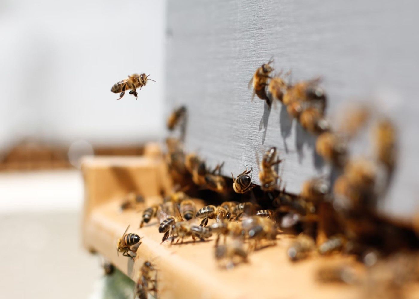 The Essential Guide to Safely Removing Bees from Your Property