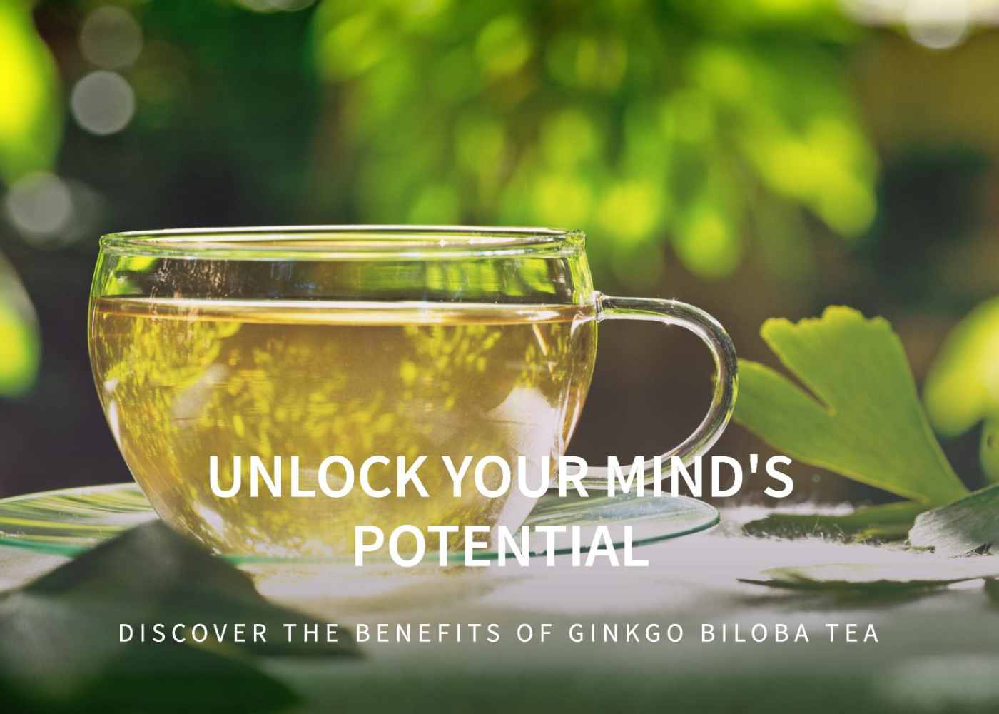 The Ginkgo Biloba Leaf: Can This Ancient Tea Enhance Your Mind?