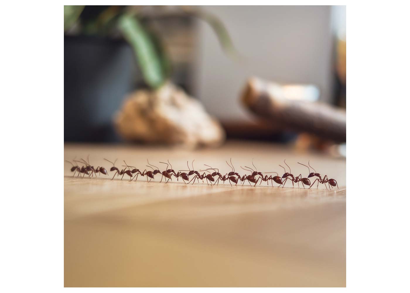 How a Tiny Ant Colony Became My Unlikely Roommates