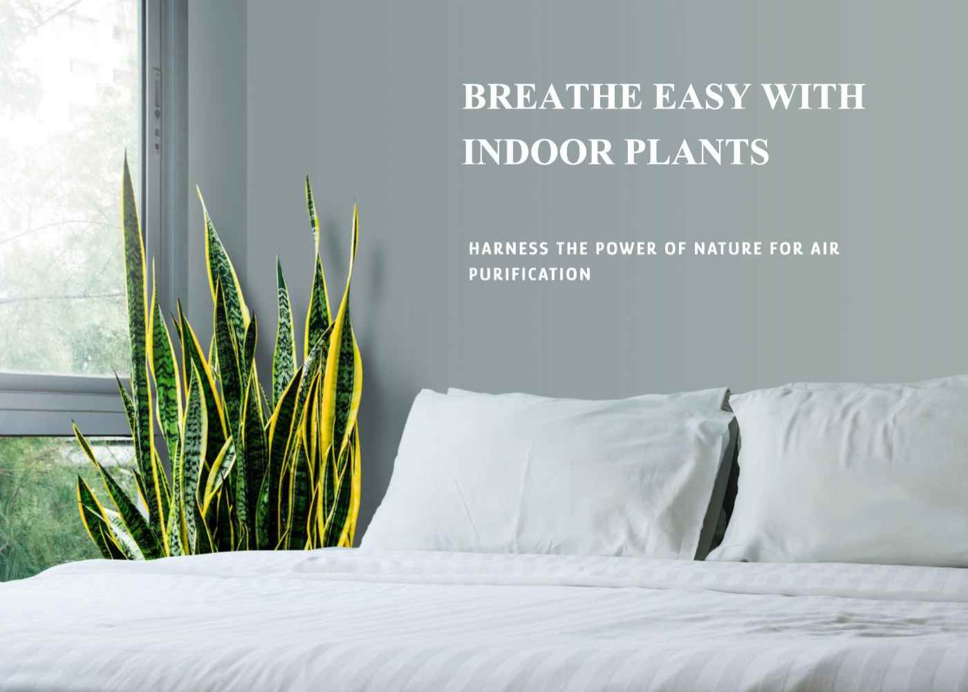 The Power of Indoor Plants for Air Purification