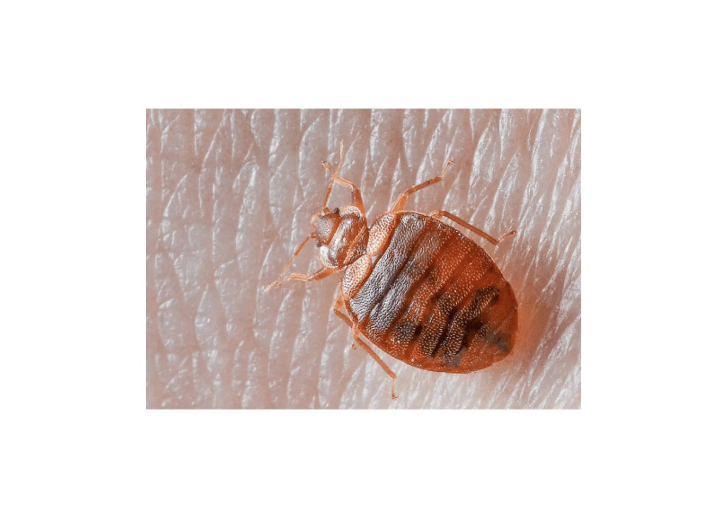 The surprising ways these tiny hitchhikers end up in your home