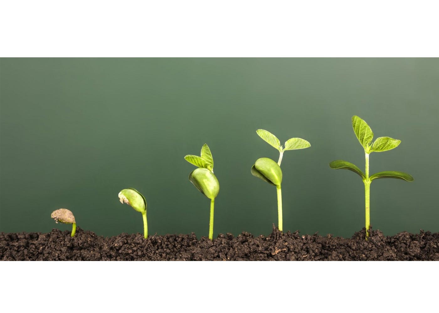 Things to Consider Before Investing In Early-Stage Companies 