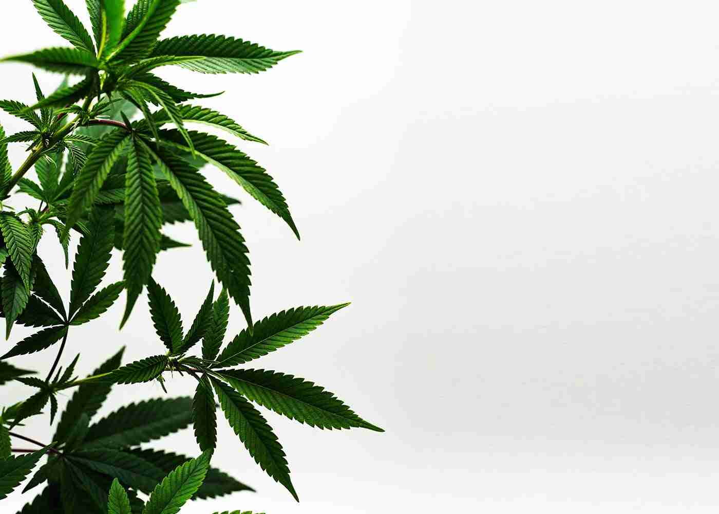 Things You Should Know About Weed Edibles as a Beginner