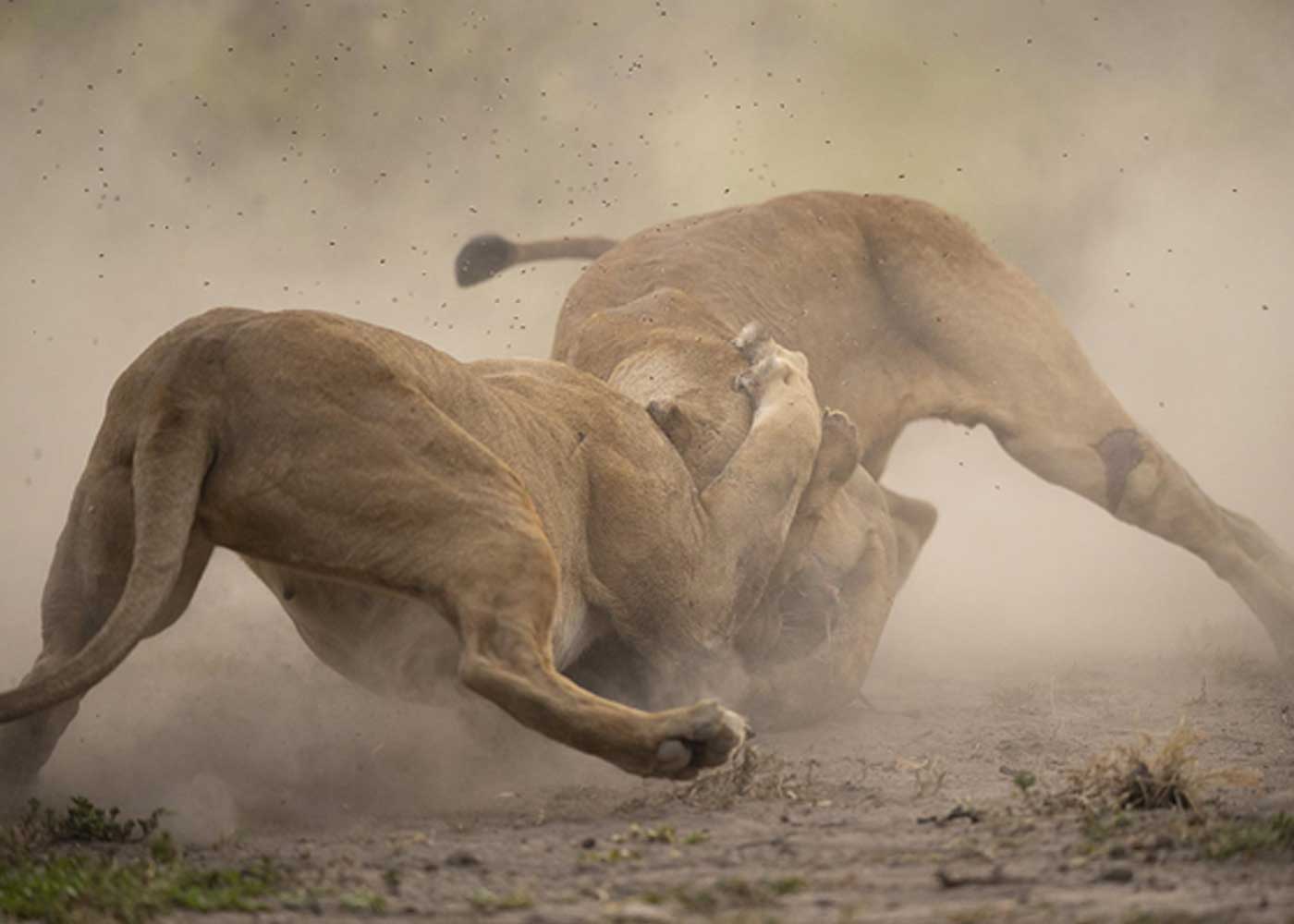 Unleash Your Inner Explorer: Go on an African Safari