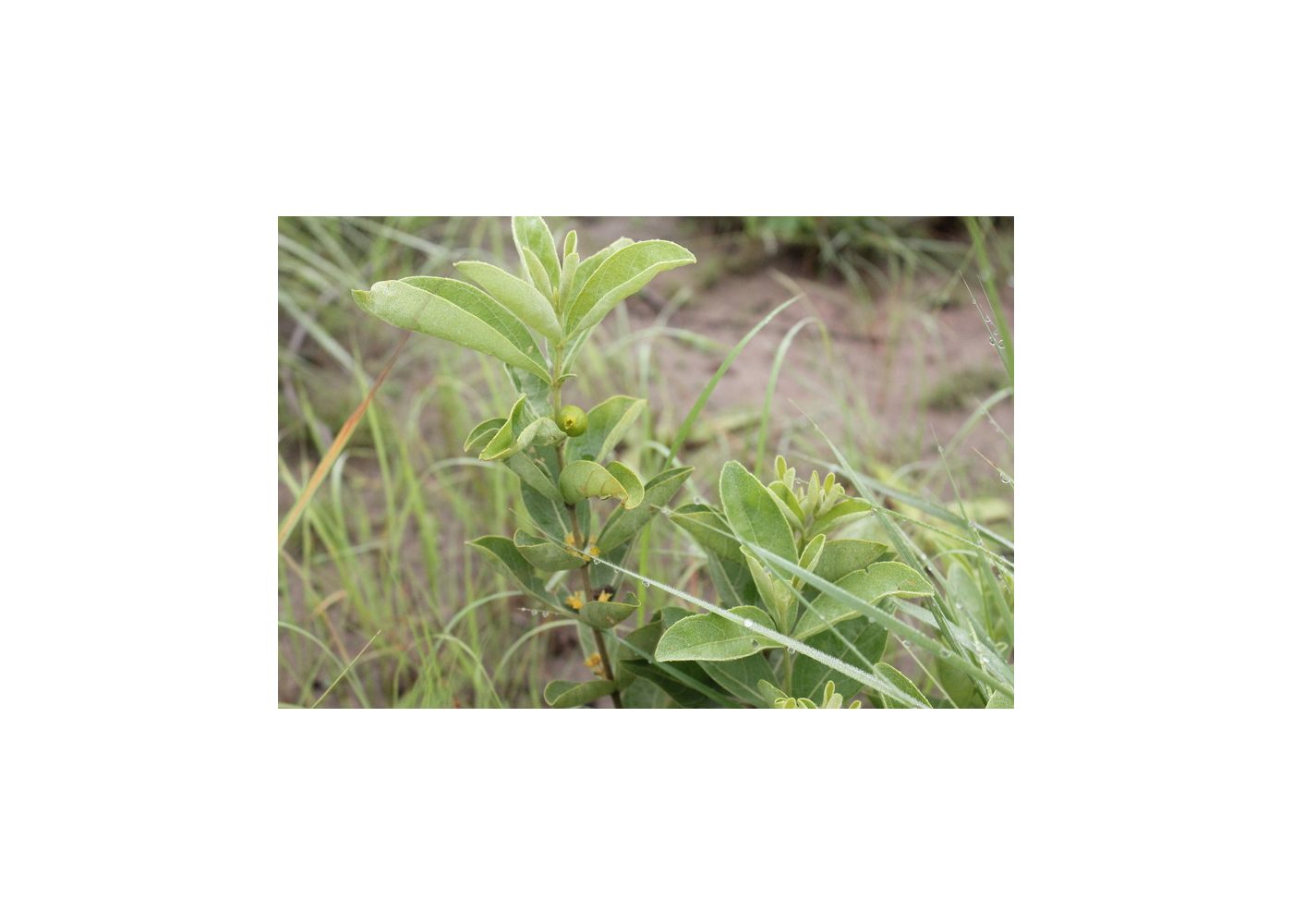 Unlocking the Potential: Exploring the Health Benefits and Uses of Fadogia Agrestis