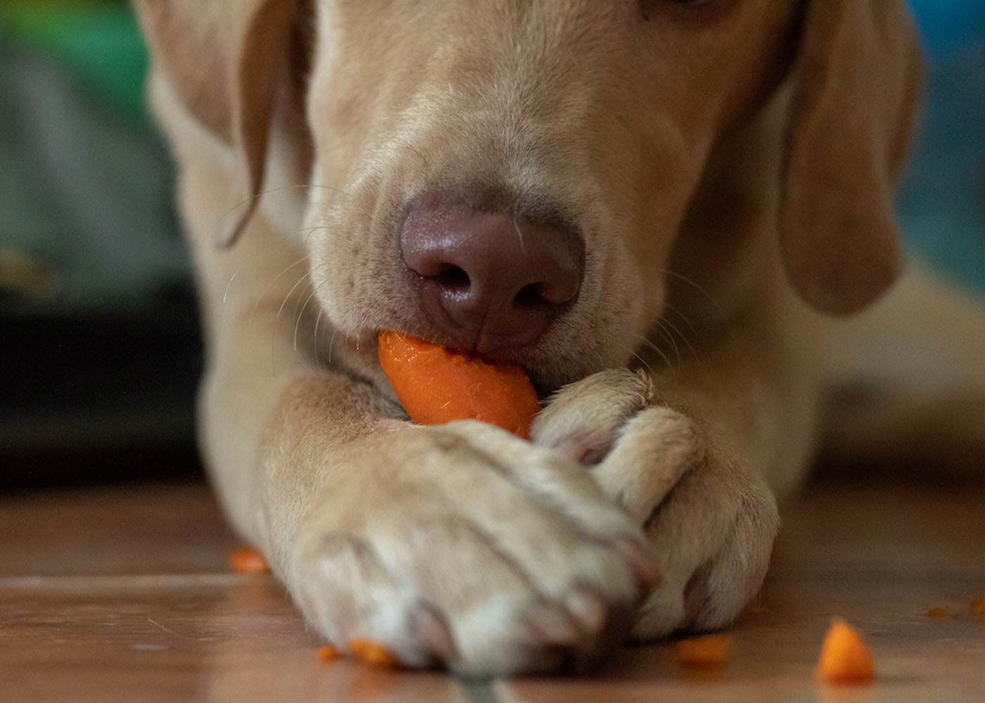 Vegetables that are Edible for Dogs