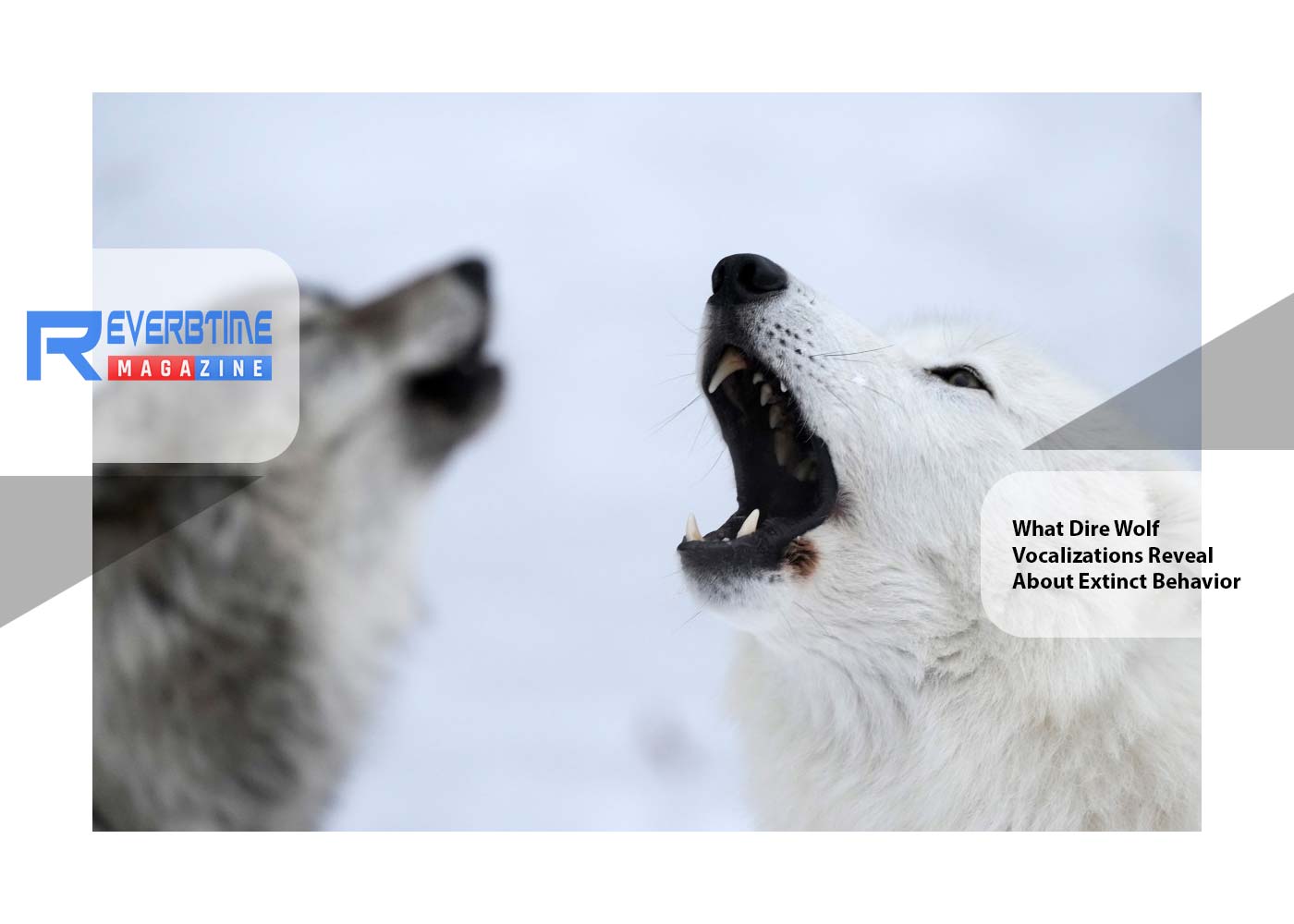 Ancient Howls Return: What Dire Wolf Vocalizations Reveal About Extinct Behavior