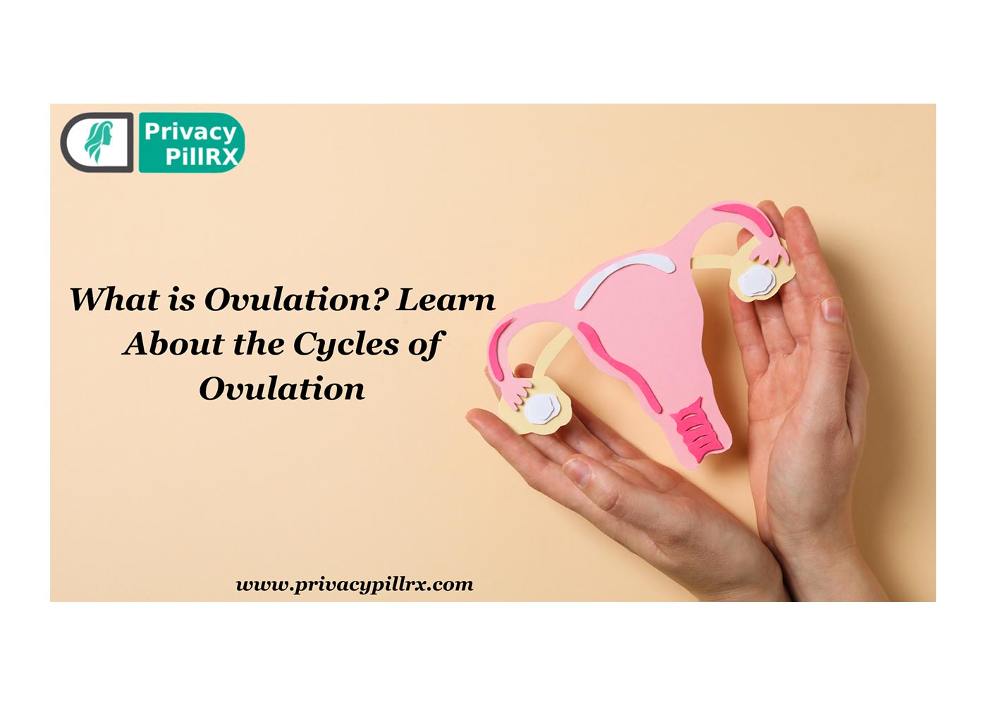What is Ovulation? Learn About the Cycles of Ovulation