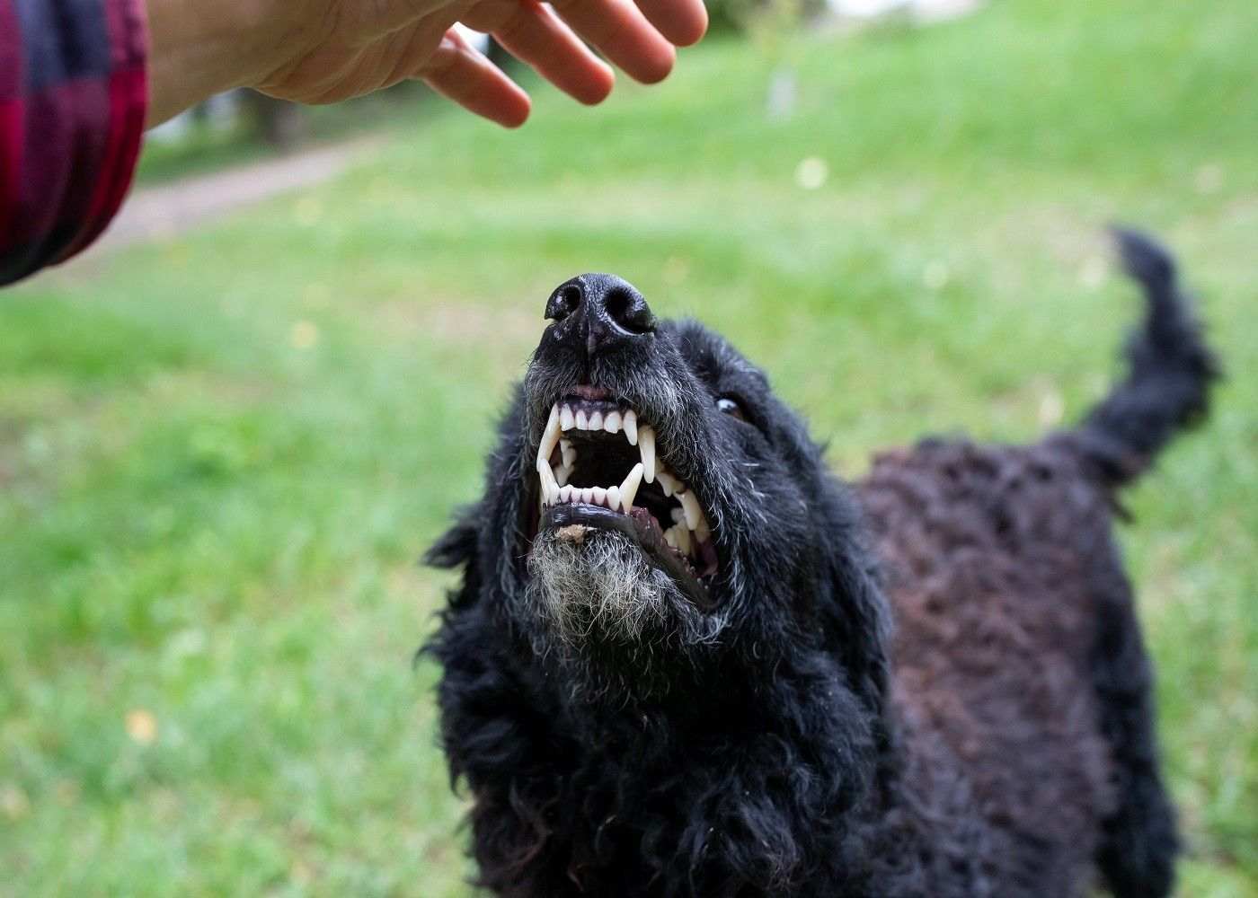 What to Do Immediately After a Dog Bite Incident