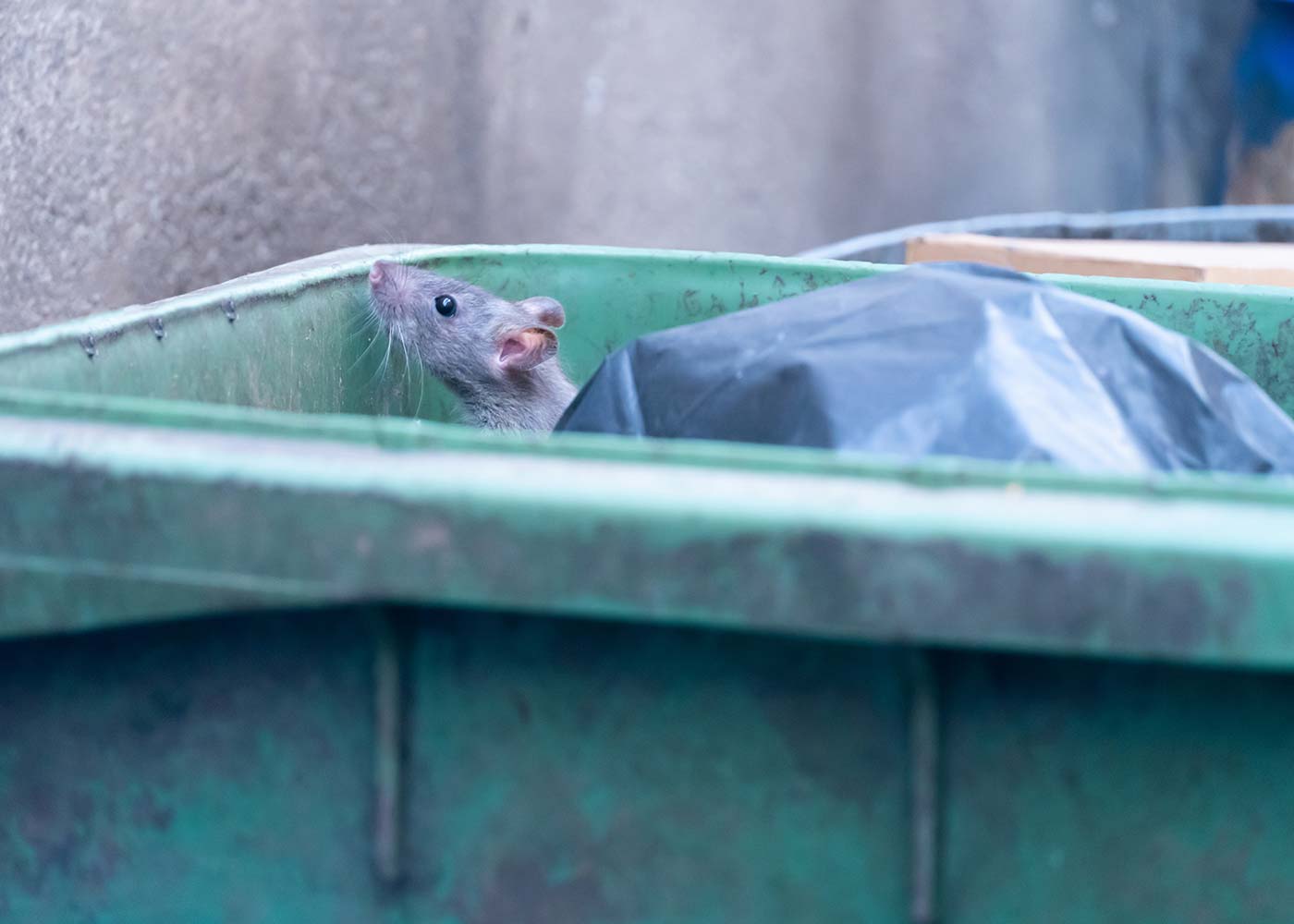 Help! I've Got Rats! Steps to Immediately Take