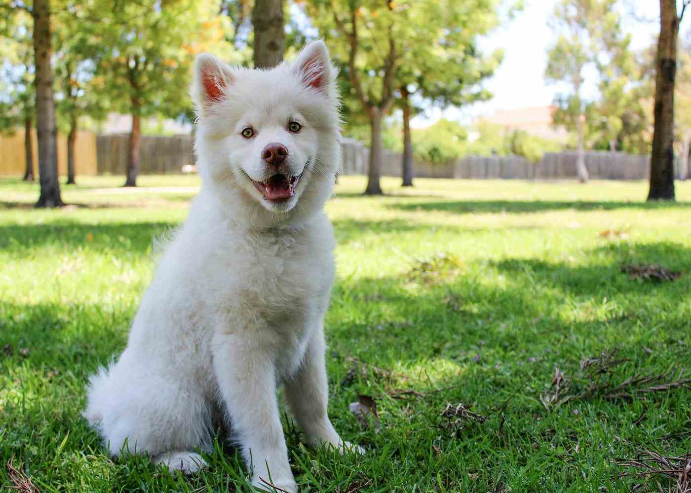 Real Talk: What To Expect When You Need Emergency Vet Services