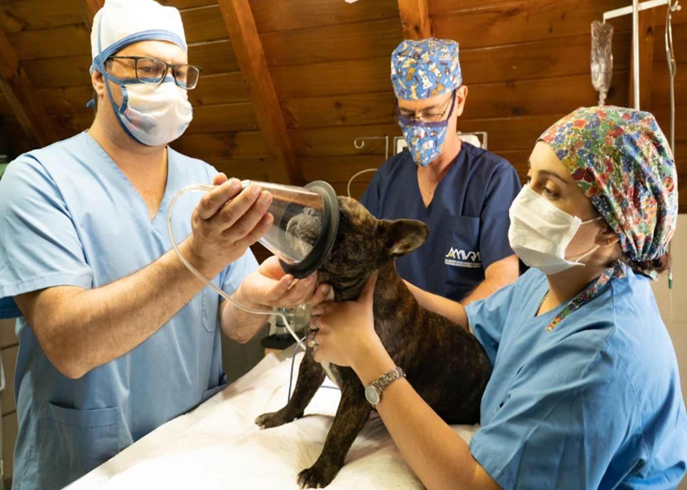 What You Need to Know About Your Pets Orthopedic Surgery