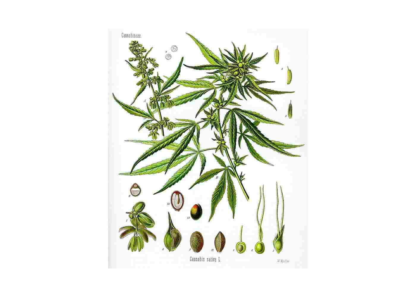 Why Do Youngsters Prefer Cannabis Flowers?