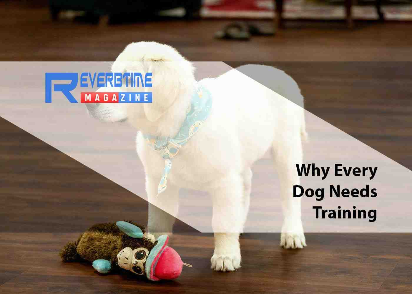 Why Every Dog Needs Training