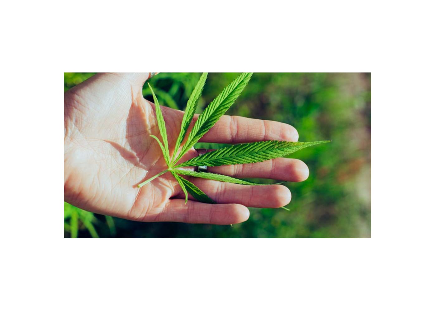 Why Is CBD the New Wellness Trend Everyone Is Raving About?