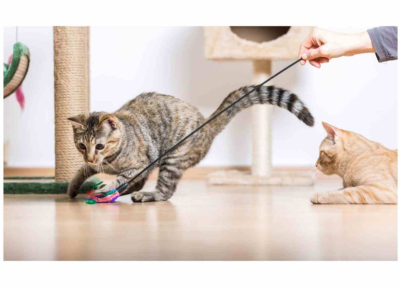 Purr-fectly Planned: Why Meal Planning Is Essential for Your Feline Friend