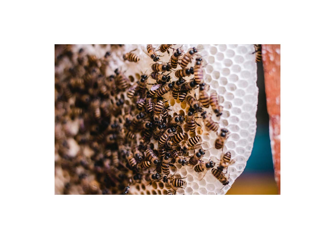 Why You Should Consider Adopting or Sponsoring a UK Beehive Near You