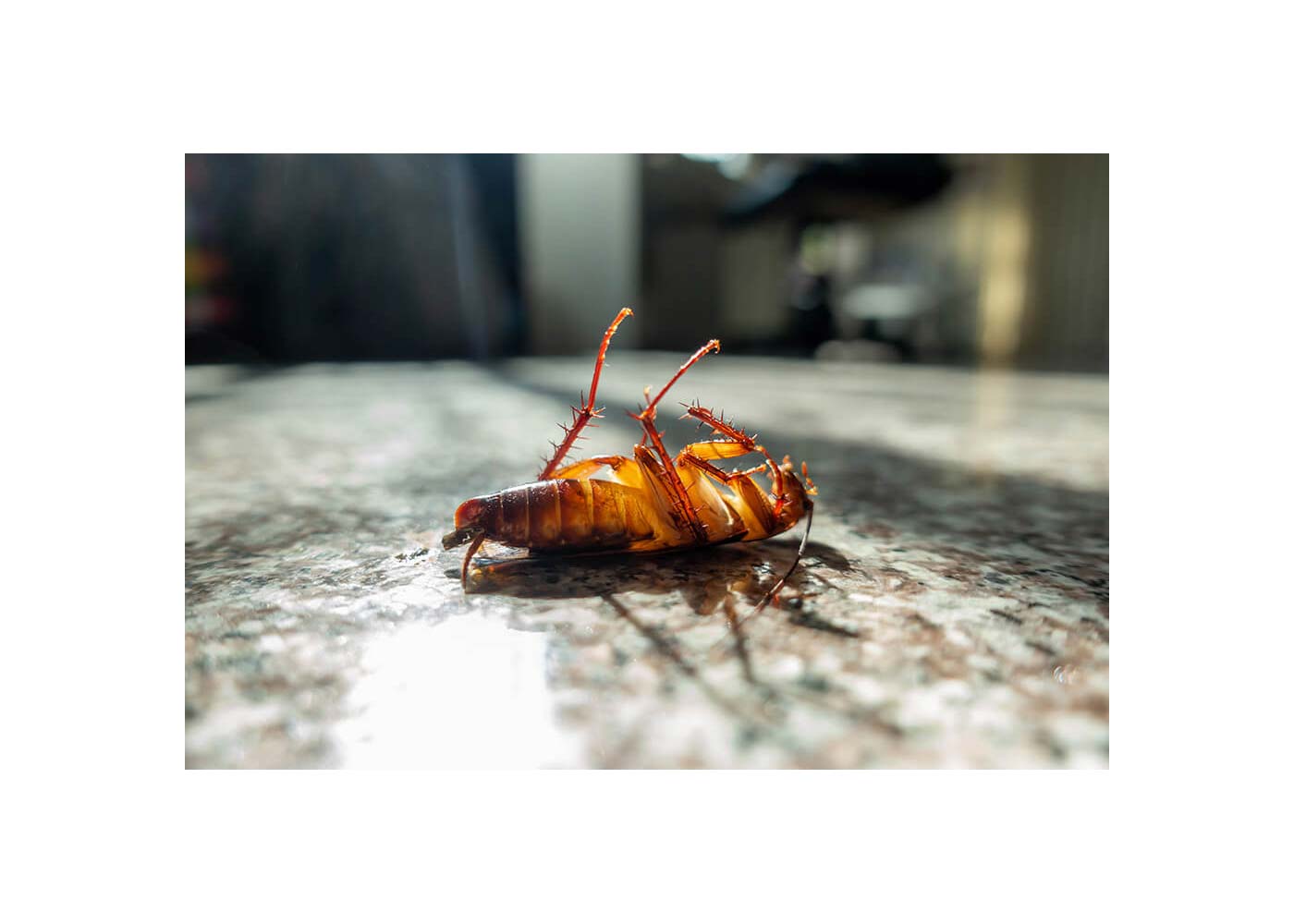 Winning the War on Pests: Professional Solutions for Invincible Invaders