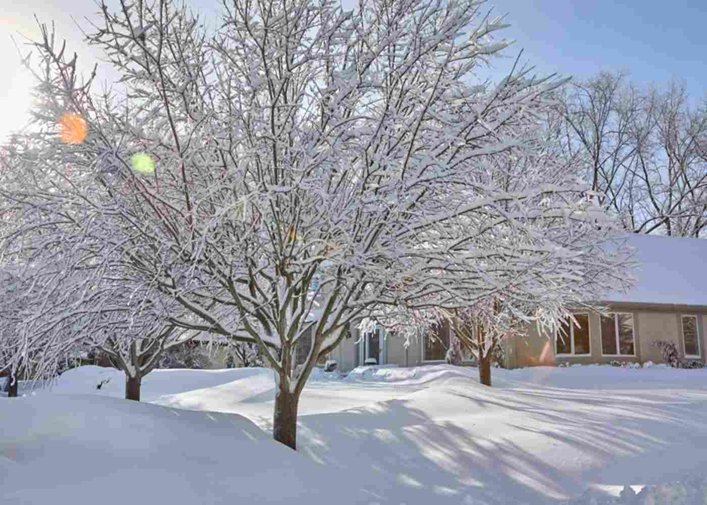 Winter Yard Maintenance: Key Steps for a Healthy Landscape